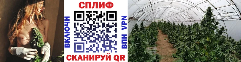 Канабис семена  Долгопрудный 